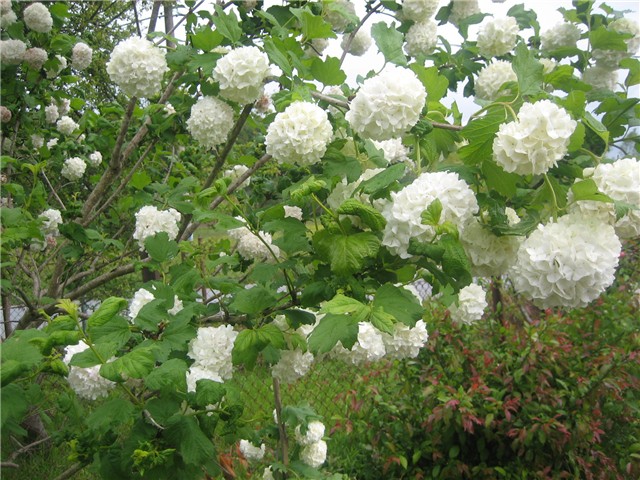 Viburnum opulus